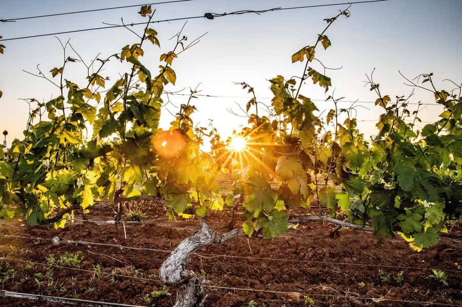 Hunter Valley: Wine Tour with 3 Tastings and Garden Lunch - Why Hunter Valley wine is worth your time
