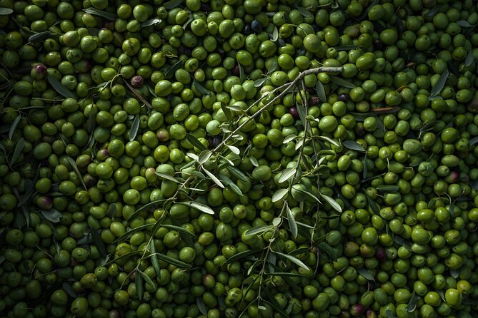 Hvar: Island tour with Wine and Olive Oil Tasting - Who should book this Hvar outing?
