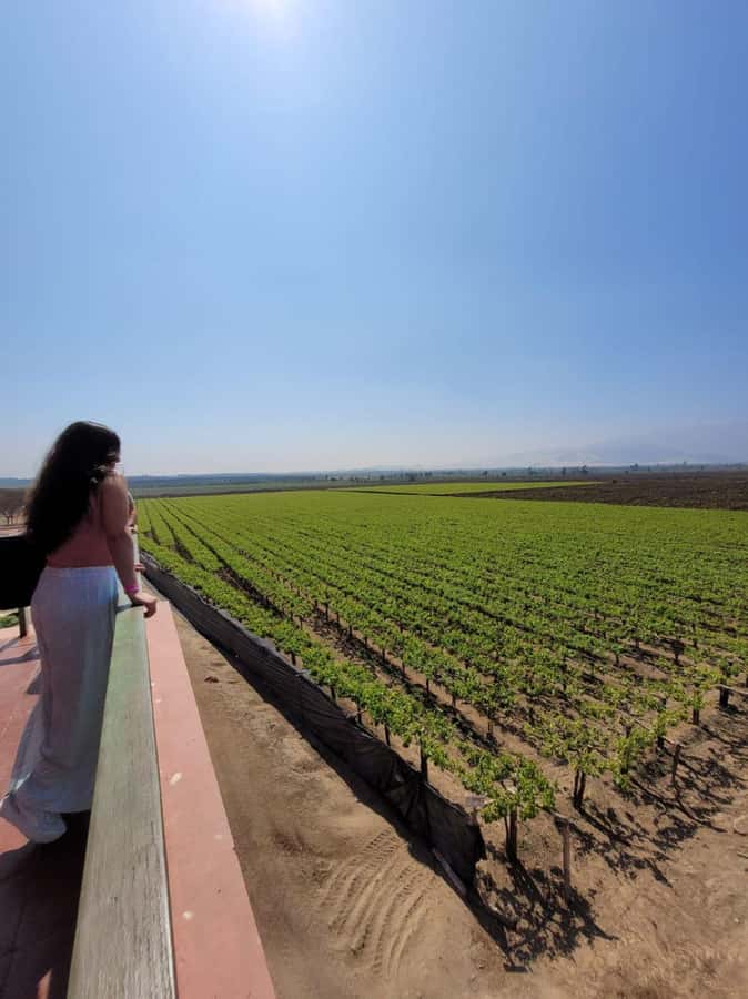 ICA: Pisco and Wine Route with tasting in 03 Wineries - Why Ica is a natural place for pisco and wine
