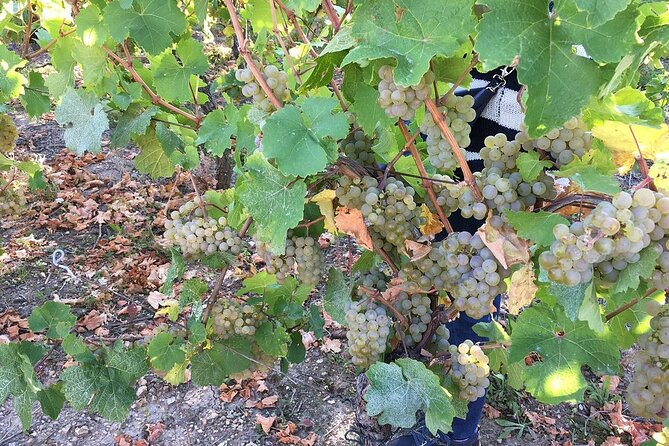ICONICS Tour: 1/2 day on the Wine Route, visit of 2 Villages + Tasting. - Why this Colmar wine tour works so well