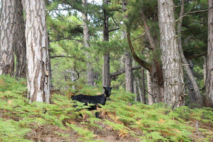 Jeep Safari in Thassos Mountain with picnic fruits & wine - Ipsarion gives this day its real purpose