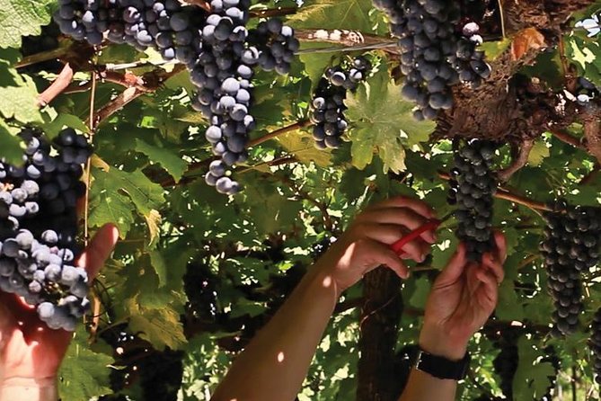 Jolimont Winery Tour - Visitation and Tasting - Canela RS - Jolimont’s story and the path from grape to bottle