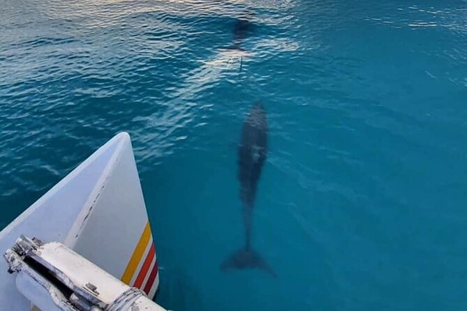 Key West Sunset Sail: Dolphin Watching, Wine, and Tapas - Leaving Key West’s Historic Seaport