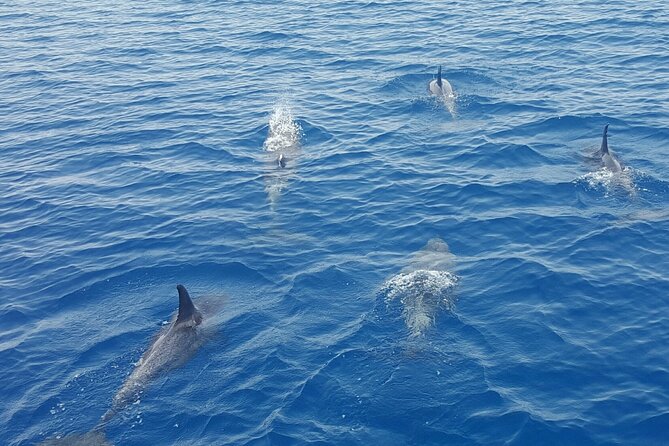 Key West Sunset Sail: Dolphin Watching, Wine, and Tapas - What the tapas plate really means