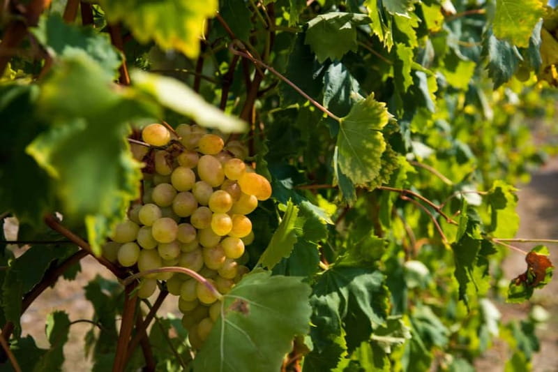 Konavle Valley: Tour with Wine Tasting from Dubrovnik - Ljuta’s water mill and the work behind the food