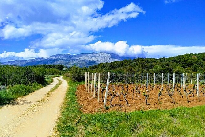 Korcula Bike & Wine Tour | Wine Tasting in Lumbarda - From Korcula Town to Lumbarda by bike