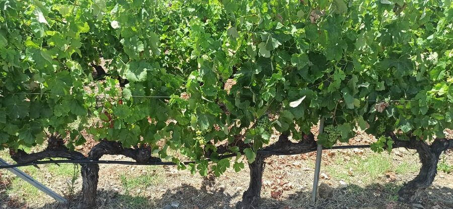 Kos: Wineries Tour w/ Wine Tastings & Transportation - How much value do you get for $64?
