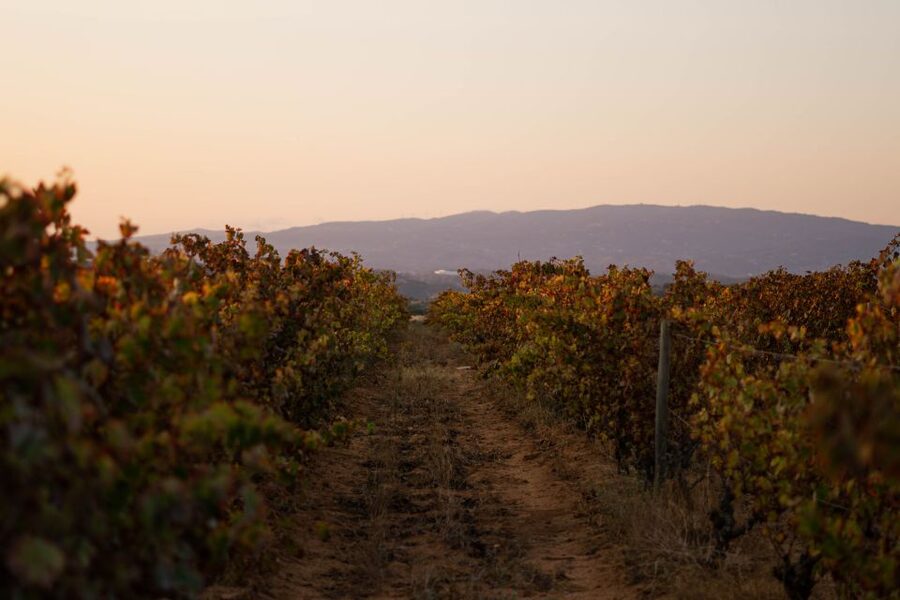 Lagoa: 2.5-Hour Vineyard Dinner with Winetasting - Arriving at Morgado do Quintão near Lagoa