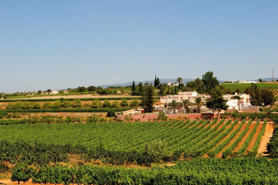 Lagoa: Guided Winery Tour and Local Wine Tasting - Arriving at the winery near Lagoa
