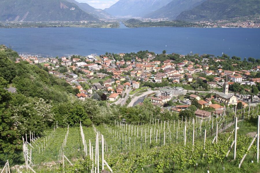 Lake Como: Winery Tour with Wine Tasting - Three wines paired with local food