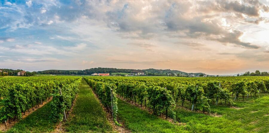 Lake Garda: Garda Hills Wine Tour and Tasting - A hillside estate, not a large commercial winery