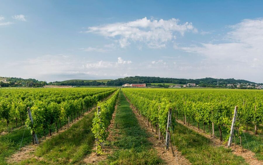 Lake Garda: Garda Hills Wine Tour and Tasting - Four wines, and sometimes a fifth