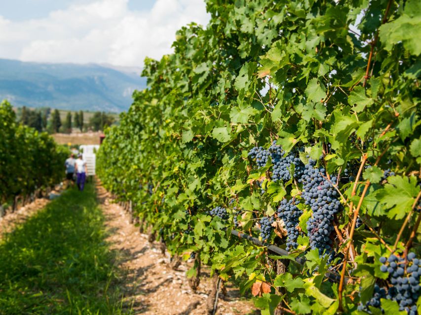 Lake Garda: Garda Hills Wine Tour and Tasting - Practical details before you reserve