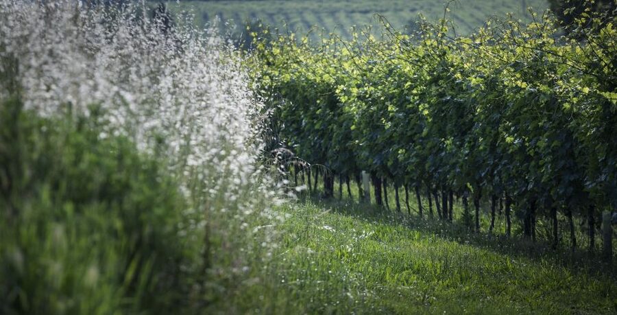 Lake Garda: Wine Tour and Tasting Experience in Bardolino - Getting there from Bardolino