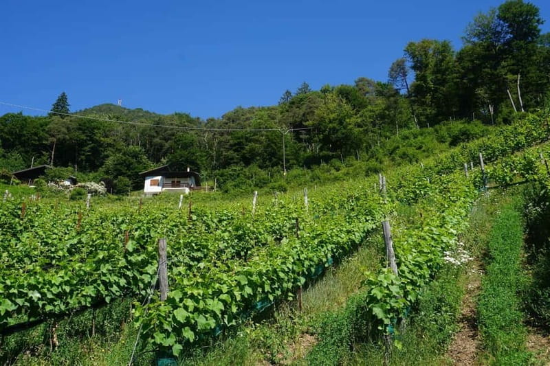 Lake Ledro: wine Pic Nic with stunning Lake View - Choosing the wine and tasting among the vines