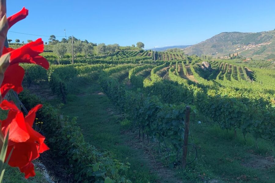 Lamego: Quinta da Portela de Baixo Winery Tour and Tasting - Arriving at Quinta da Portela near Lamego
