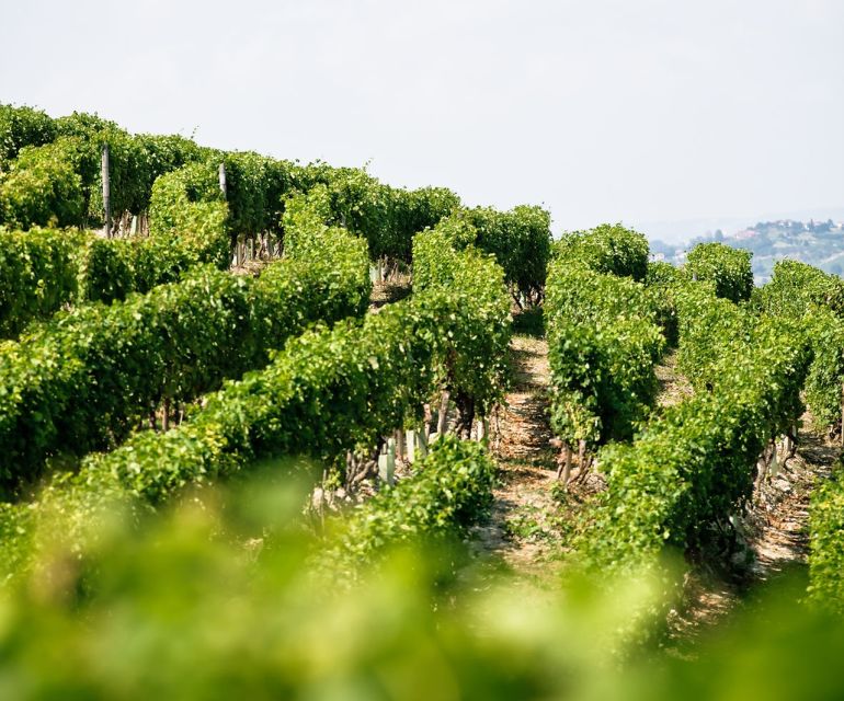 Langhe & Monferrato: Vineyard Tour and Wine Tasting - Should you book the Bussi Piero tasting?