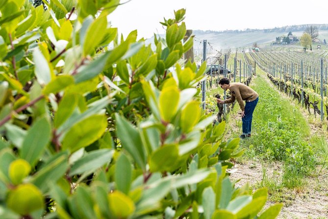 Langhe Wine Tour and Tasting - One day with a Somm - The scenic drive is part of the experience