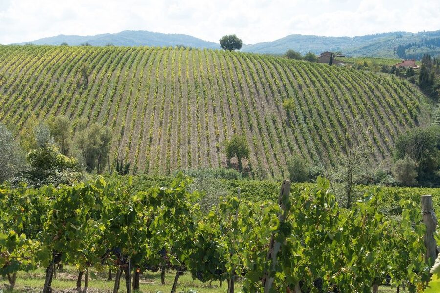 Langhe: Winery Tour and Wine Tasting - What makes the wine explanation useful