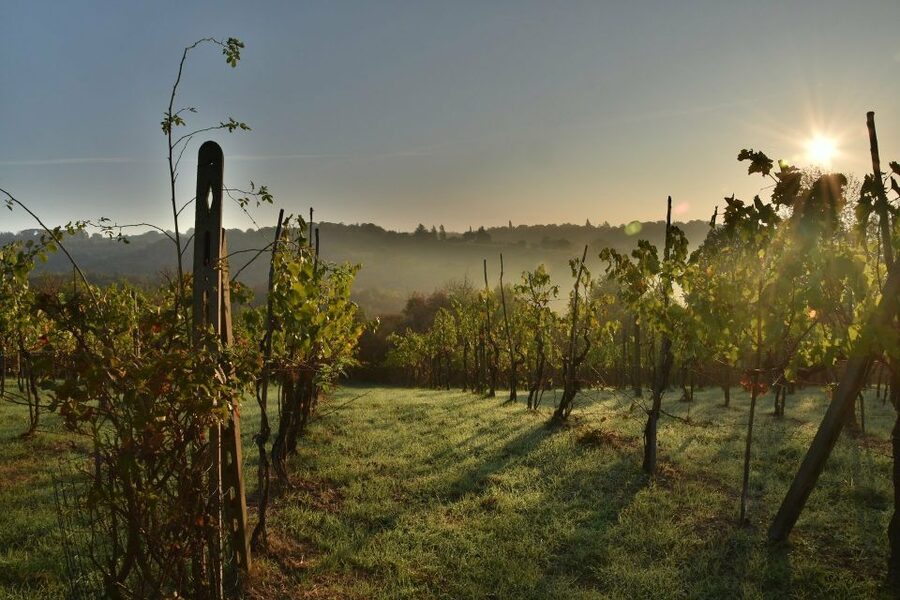 Langhe: Winery Tour and Wine Tasting - Who should book this La Morra wine tour?