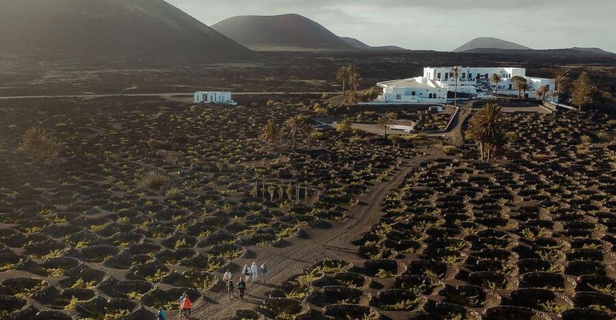 Lanzarote: Vineyard Tour with Wine and Chocolate Tasting - Walking through Finca Testeina