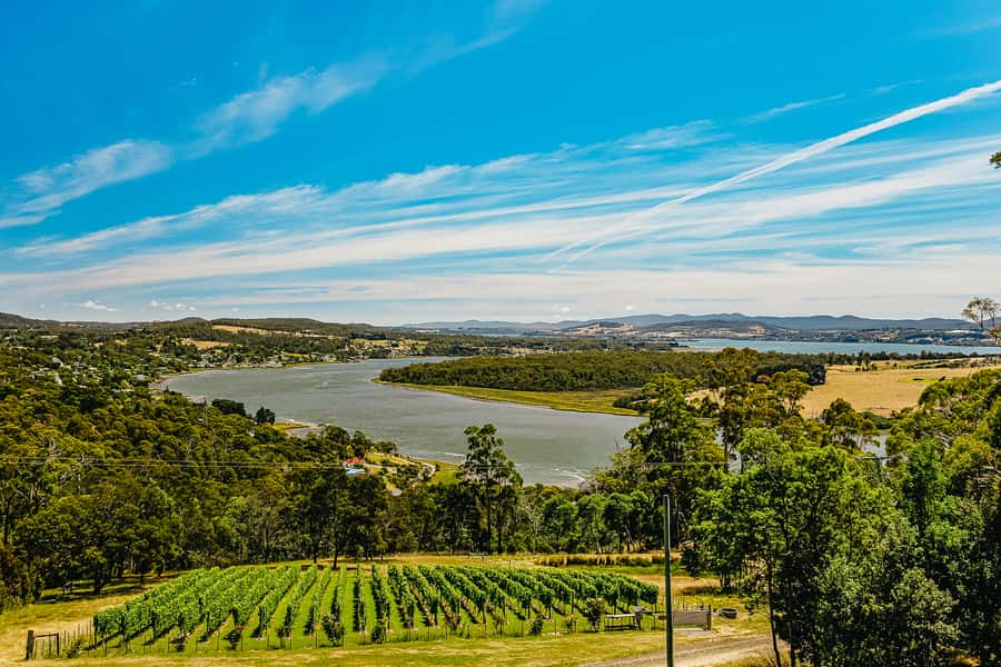Launceston: Tamar Valley Wine Tour with Lunch - Lunch with local wine and Tasmanian produce