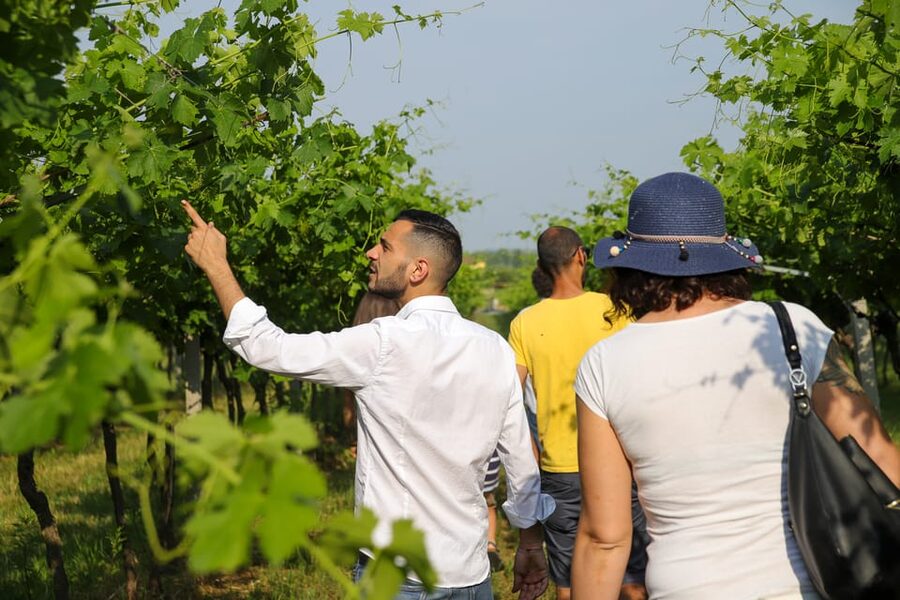 Lazise: Biodynamic Farm Tour and Natural Wine Tasting - What biodynamic farming means during the tour