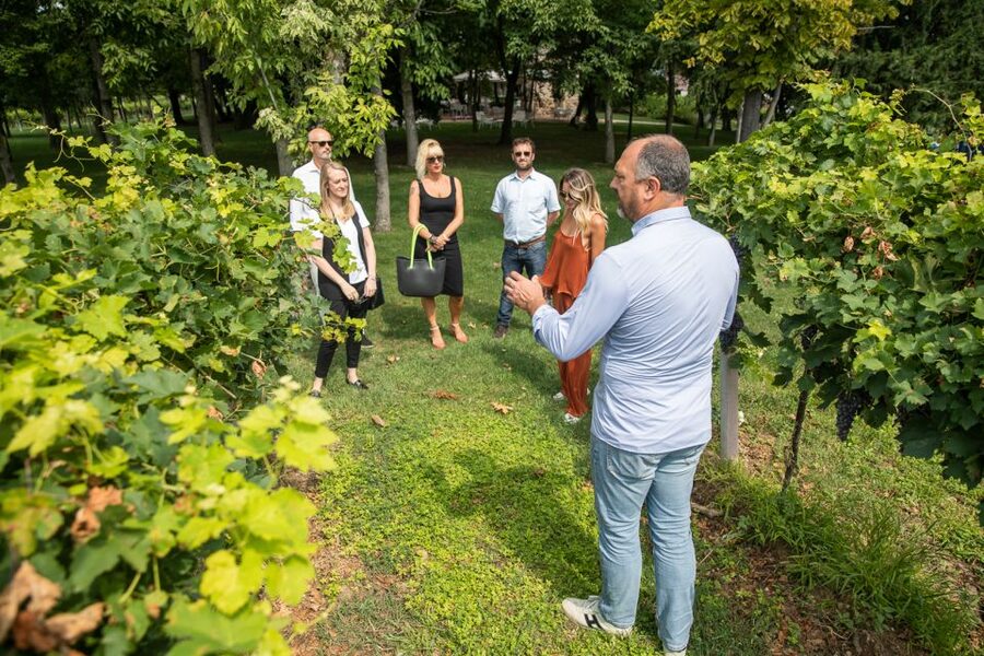 Lazise: Vineyard Tour and Organic Wine Tasting - Should you book it?