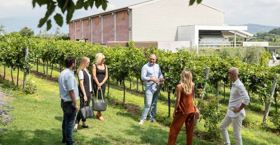 Lazise: Vineyard Tour and Organic Wine Tasting - How much time you really need