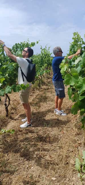 Lecce: Countryside Vineyard Walk & Wine Tasting - Three wines with a proper Salento aperitivo
