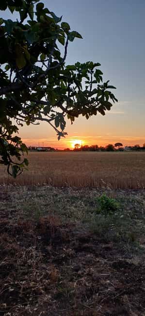 Lecce: Countryside Vineyard Walk & Wine Tasting - Should you book this wine and countryside walk?