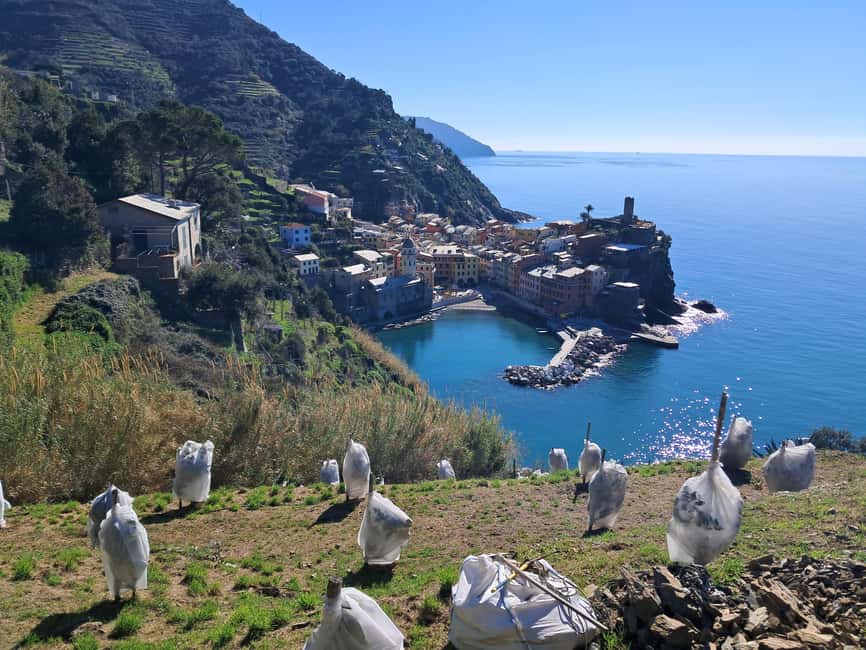 Lemon tour with Limoncino and Wine tasting in Vernazza (Cinque Terre) - The restored lemon grove at Mavà