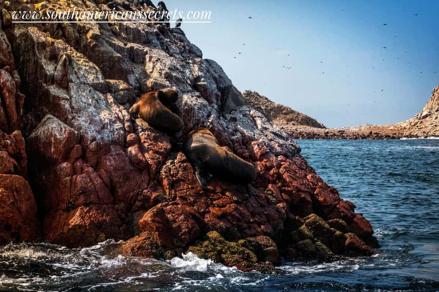 Lima: Paracas & Huacachina Oasis Day Trip with Wine & Dunes - The long ride back to Lima