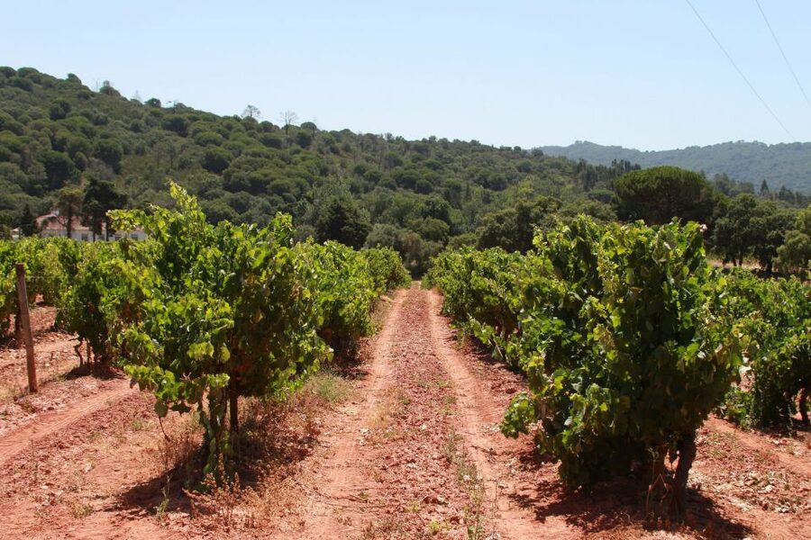 Lisbon: Arrábida and Sesimbra Day Trip with Wine - José Maria da Fonseca in Azeitão