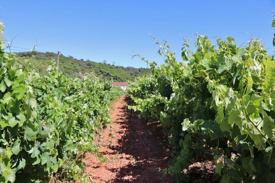 Lisbon Private Setúbal Region Wine Tasting Tour - Who Will Enjoy This Setúbal Day Most?