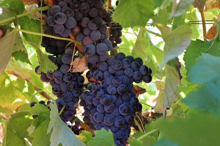 Lisbon Private Setúbal Region Wine Tasting Tour - Practical Details Before You Book