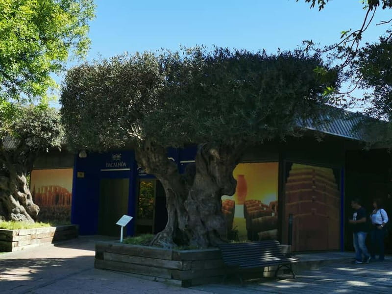 Lisbon to Wine Tasting Setubal, Two Cellars, Half Day Tour - First cellar: old-world character and local tradition