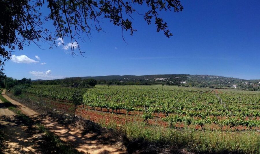 Loulé: Quinta da Tôr Winery Guided Tour and Wine Tasting - Why Quinta da Tôr is worth the trip from the coast