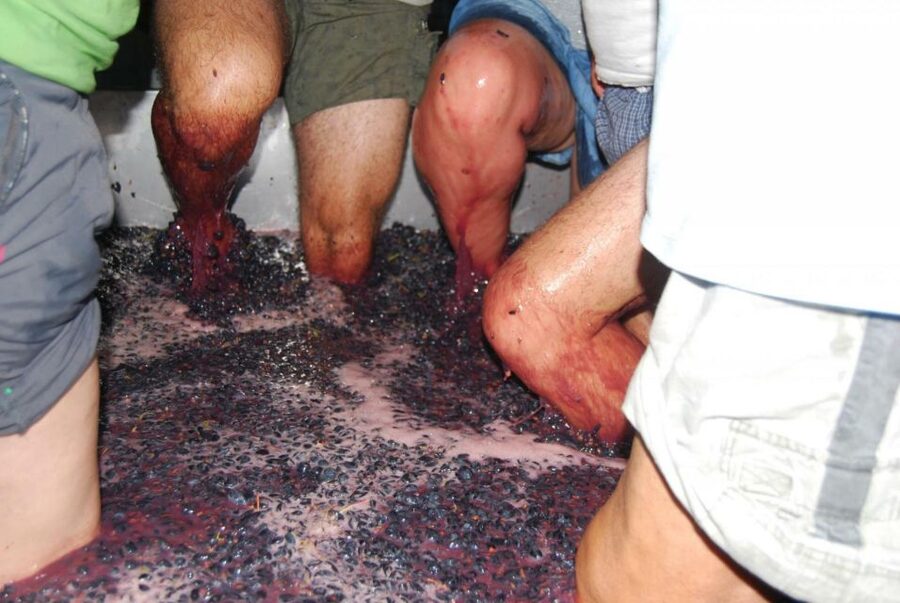 Loulé: Quinta da Tôr Winery Guided Tour and Wine Tasting - The 30-minute winery tour