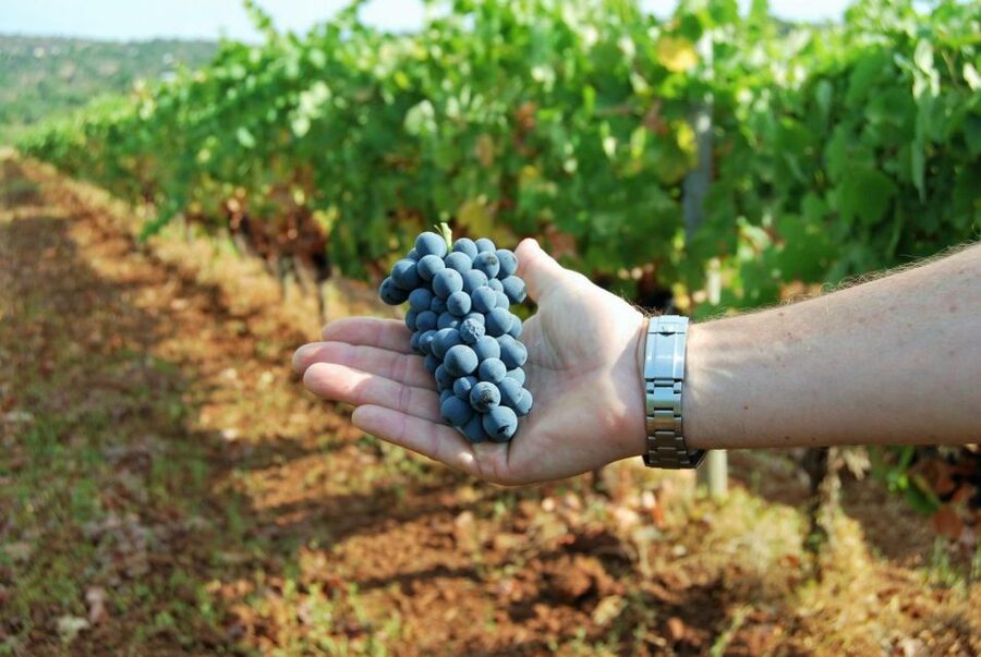 Loulé: Quinta da Tôr Winery Guided Tour and Wine Tasting - How the value compares with the price