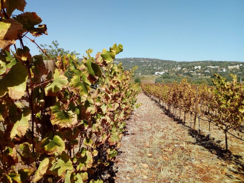 Loulé: Quinta da Tôr Winery Guided Tour and Wine Tasting - Getting there without a car