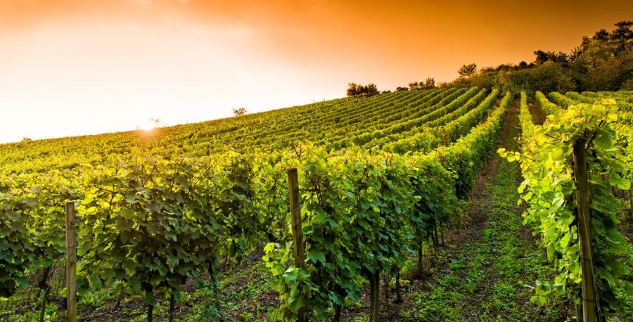 Lucca: Guided E-Bike and Wine Tour - Guides make the difference