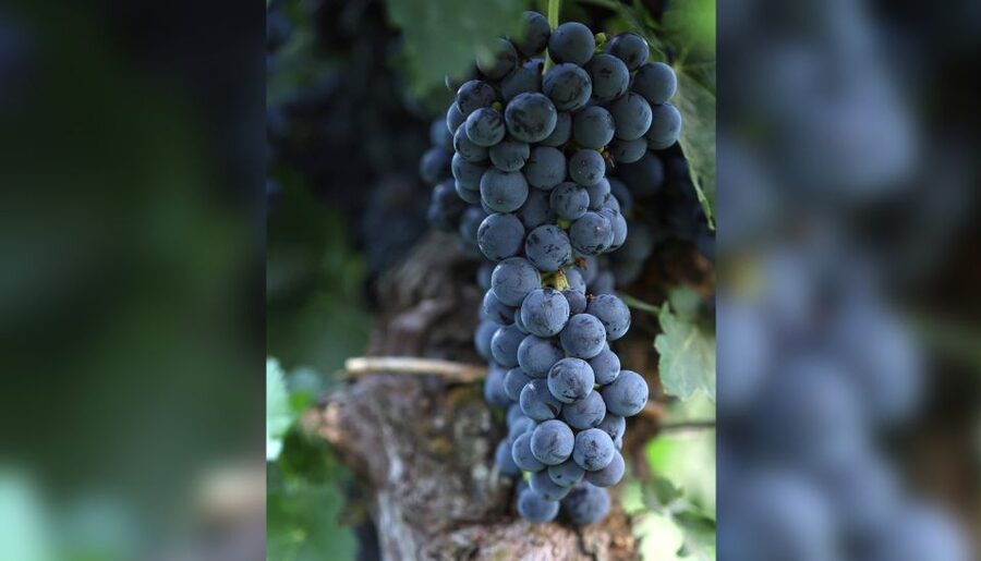 Lucca: Guided Winery Tour with Wine Tasting - A small winery experience in the hills of Lucca