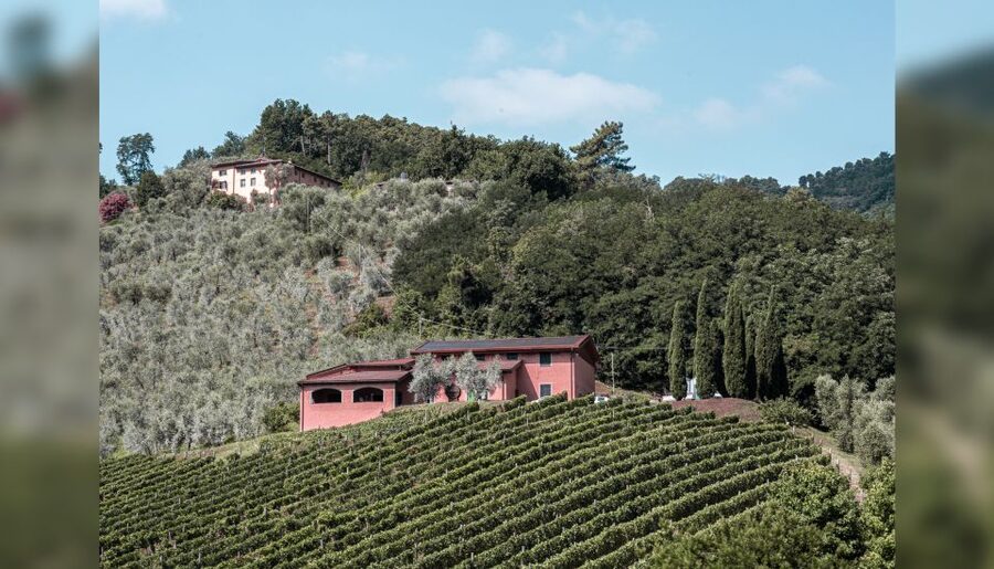 Lucca: Guided Winery Tour with Wine Tasting - Why the $29 price works