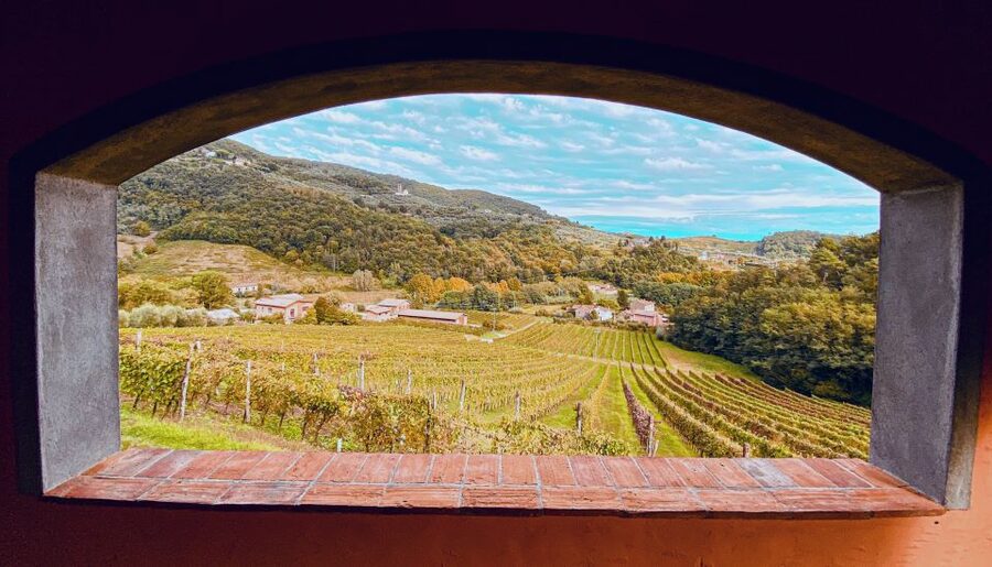 Lucca: Guided Winery Tour with Wine Tasting - What the guides add