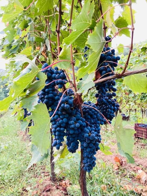 Lucca - Natural wine tasting at Tenuta Mareli - Francesca’s role in the experience