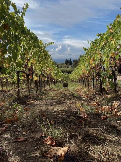 Lucca - Natural wine tasting at Tenuta Mareli - The best seasons for this visit