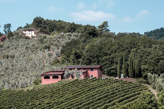 Lucca: Wine Tasting Experience - Tenuta Adamo Winery - Is $24.20 good value?