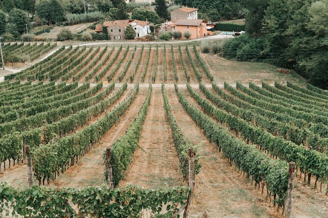 Lucca: Wine Tasting Experience - Tenuta Adamo Winery - What the wines may be like