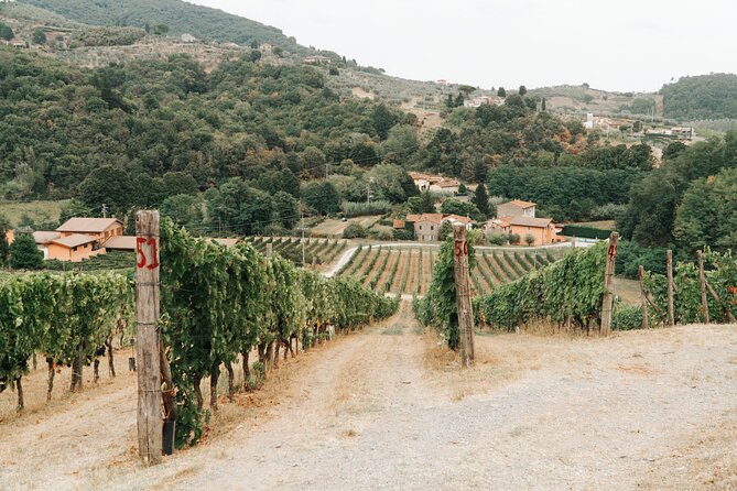 Lucca: Wine Tasting Experience - Tenuta Adamo Winery - The terrace view is part of the experience
